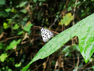 Tajuria maculata ♂