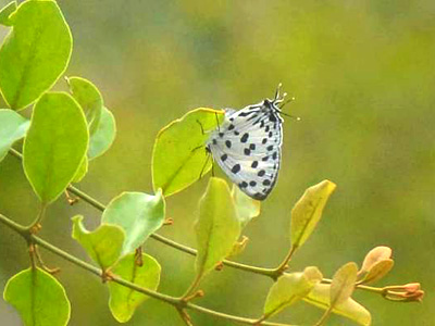 Tajuria maculata ♀