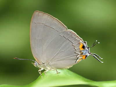 Tajuria ister ister ♀