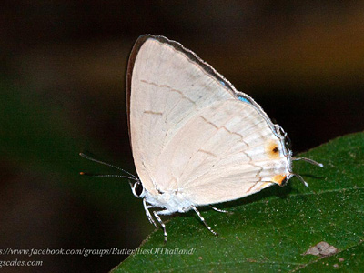 Tajuria harukoae ♂
