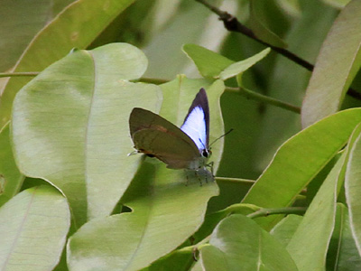 Tajuria harukoae ♀