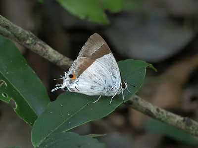 Rachana jalindra ssp. ♂