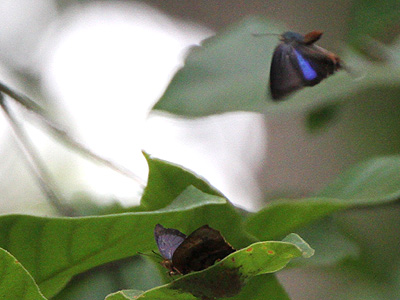 Cheritrella truncipennis ♂