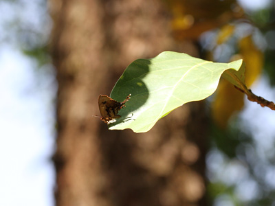 Cheritrella truncipennis ♂