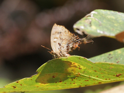 Cheritrella truncipennis ♀