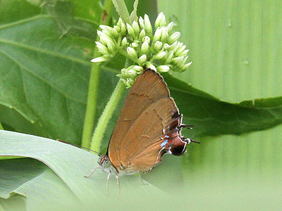 Remelana jangala ravata ♀