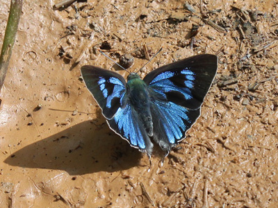 Ancema ctesia ctesia ♂