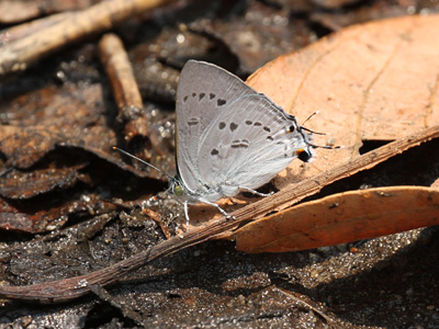 Ancema ctesia ctesia ♂