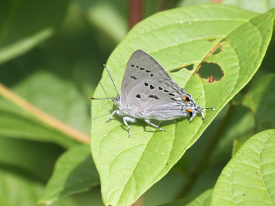 Ancema ctesia ctesia ♂