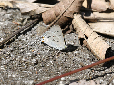 Ancema ctesia ctesia ♂