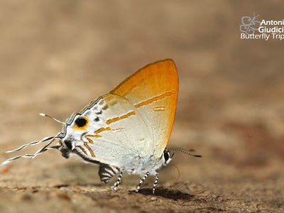 Hypolycaena merguia merguia ♂