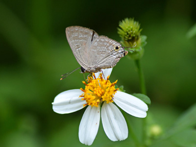 Deudorix elioti ♂
