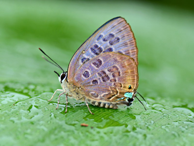Virachola subguttata malaya ♀