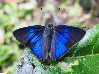 Virachola vietnamica ssp. ♂