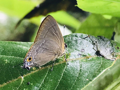 Virachola vietnamica ssp. ♂