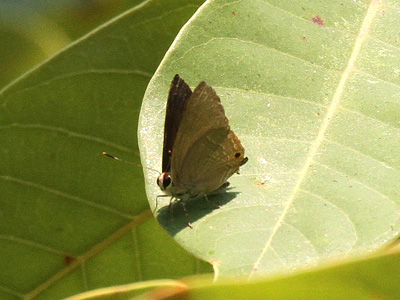 Virachola thanlwina ♂