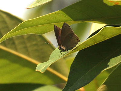 Virachola thanlwina ♂