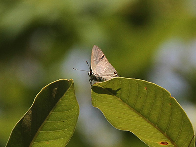 Virachola thanlwina ♂
