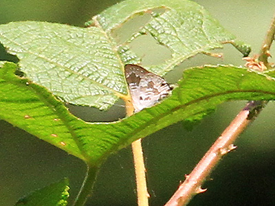 Sinthusa menglaensis ♂