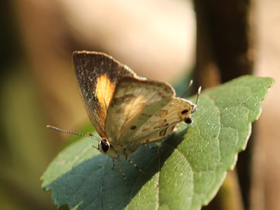 Sinthusa menglaensis ♀