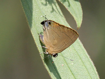 Rapala rosacea ♂ Rapala rosacea ♂