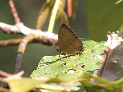 Rapala rosacea ♂ Rapala rosacea ♂