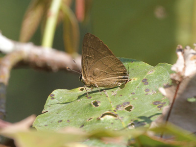 Rapala rosacea ♂ Rapala rosacea ♂