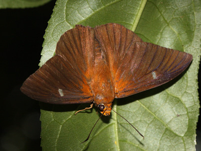 Capila jayadeva barroni ♂