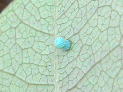 Lobocla liliana liliana eggs