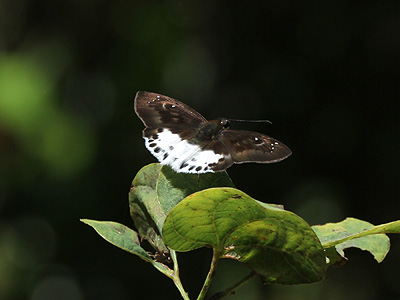 Tagiades cohaerens cynthia ♂