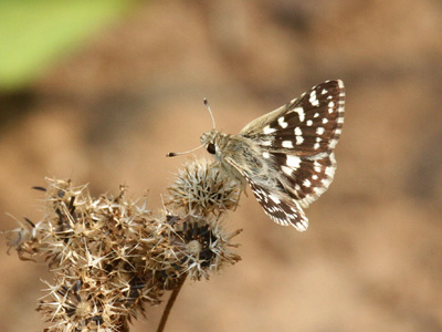 Spialia galba shanta ♂