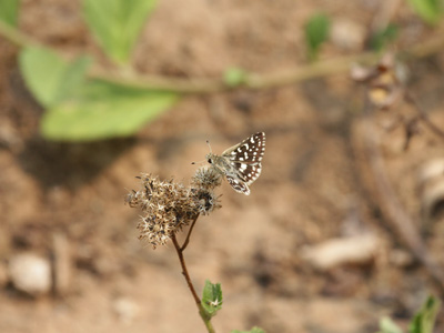 Spialia galba shanta ♂