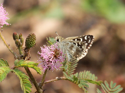 Spialia galba shanta ♂