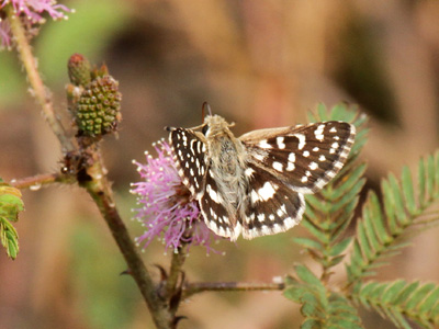 Spialia galba shanta ♂