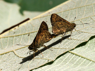 Halpe veluvana brevicornis ♂+♀