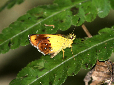 Scobura cephaloides kinka ♂
