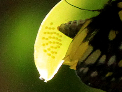 Delias belladonna hedybia ♀
