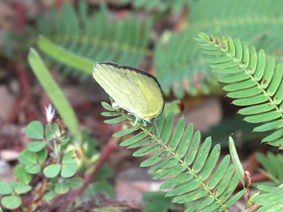 Eurema laeta pseudolaeta ♀