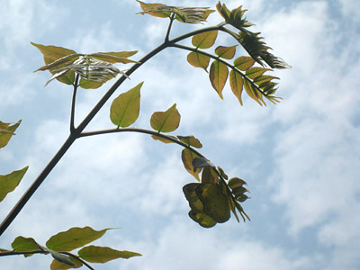 Eurema blanda silhetana ♀