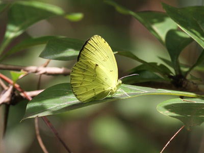 Eurema novapallida phukiwoana ♂