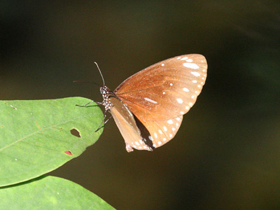 Euploea crameri praedicabilis ♂