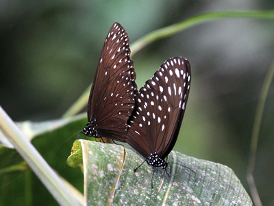 Euploea camaralzeman malayica ♂+♀