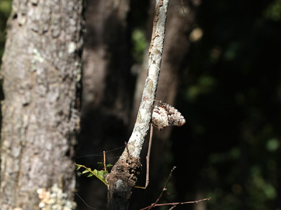 Elymnias nesaea timandra ♂