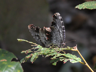 Elymnias nesaea timandra ♀