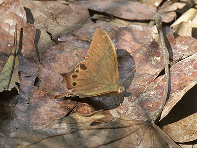 Lethe kansa ♂