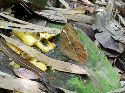 Stichophthalma cambodia ♀
