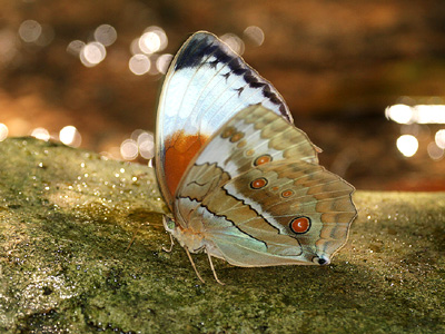 Stichophthalma mathilda siamensis ♂ Stichophthalma mathilda siamensis ♂