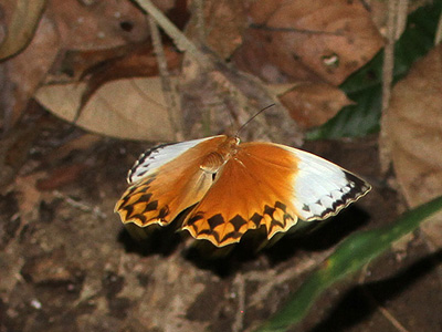 Stichophthalma mathilda siamensis ♂ Stichophthalma mathilda siamensis ♂