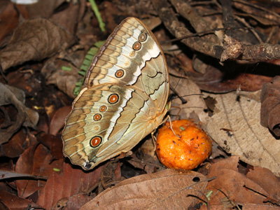 Stichophthalma louisa ssp. ♀