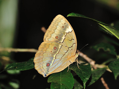 Stichophthalma louisa ssp. ♂